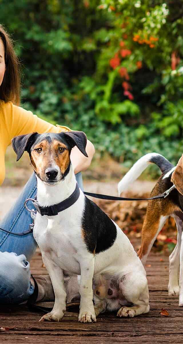 https://virtualpetcaregiver.org/wp-content/uploads/2018/09/post_02-640x1200.jpg