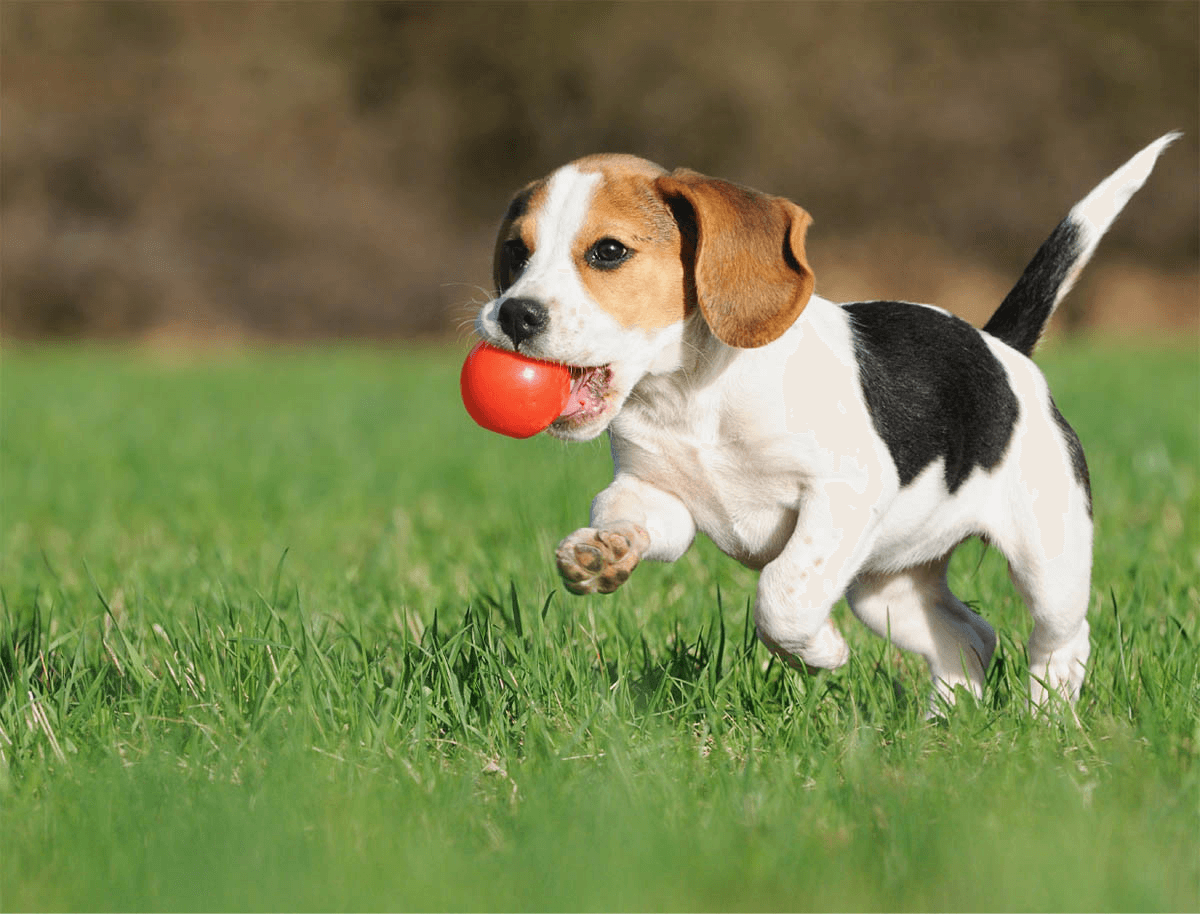 https://virtualpetcaregiver.org/wp-content/uploads/2019/07/hero_image_01.png