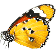 https://virtualpetcaregiver.org/wp-content/uploads/2019/08/butterfly.png