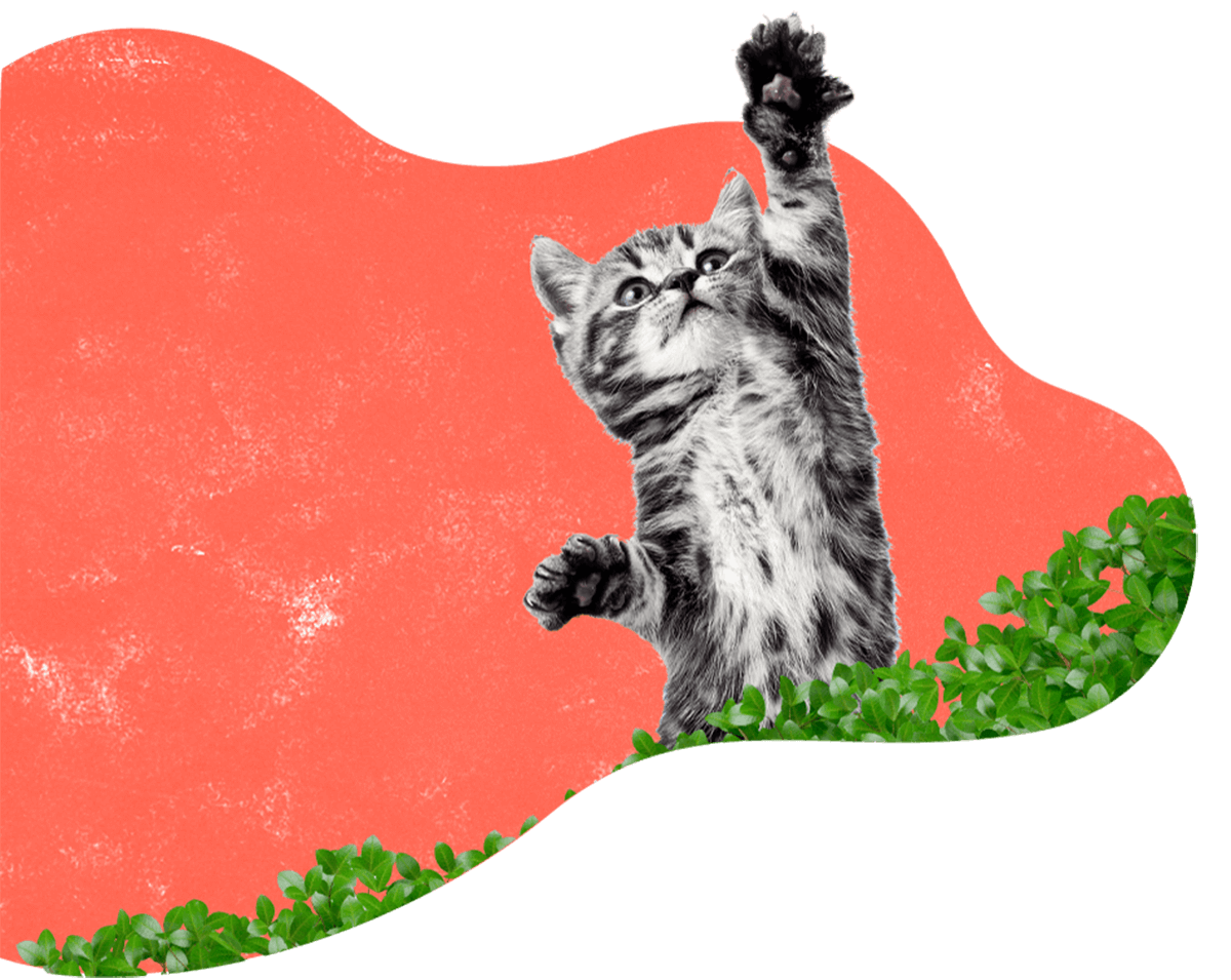 https://virtualpetcaregiver.org/wp-content/uploads/2019/08/hero_image_12.png