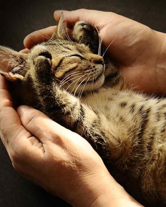 https://virtualpetcaregiver.org/wp-content/uploads/2019/08/inner_gallery_05-640x800.jpg
