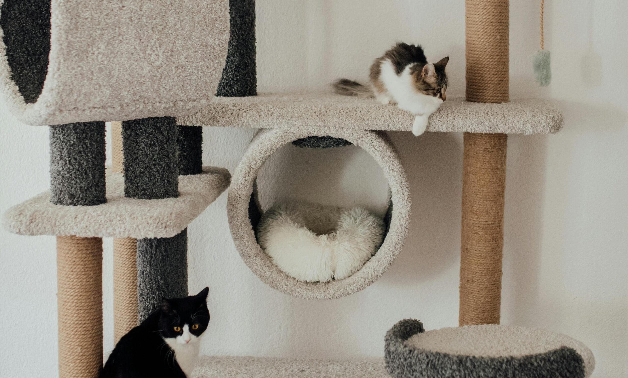 https://virtualpetcaregiver.org/wp-content/uploads/2025/08/pexels-arina-krasnikova-7725617--scaled.jpg