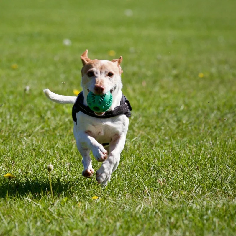 https://virtualpetcaregiver.org/wp-content/uploads/2025/08/pexels-matthiaszomer-422220-scaled-1-2.webp