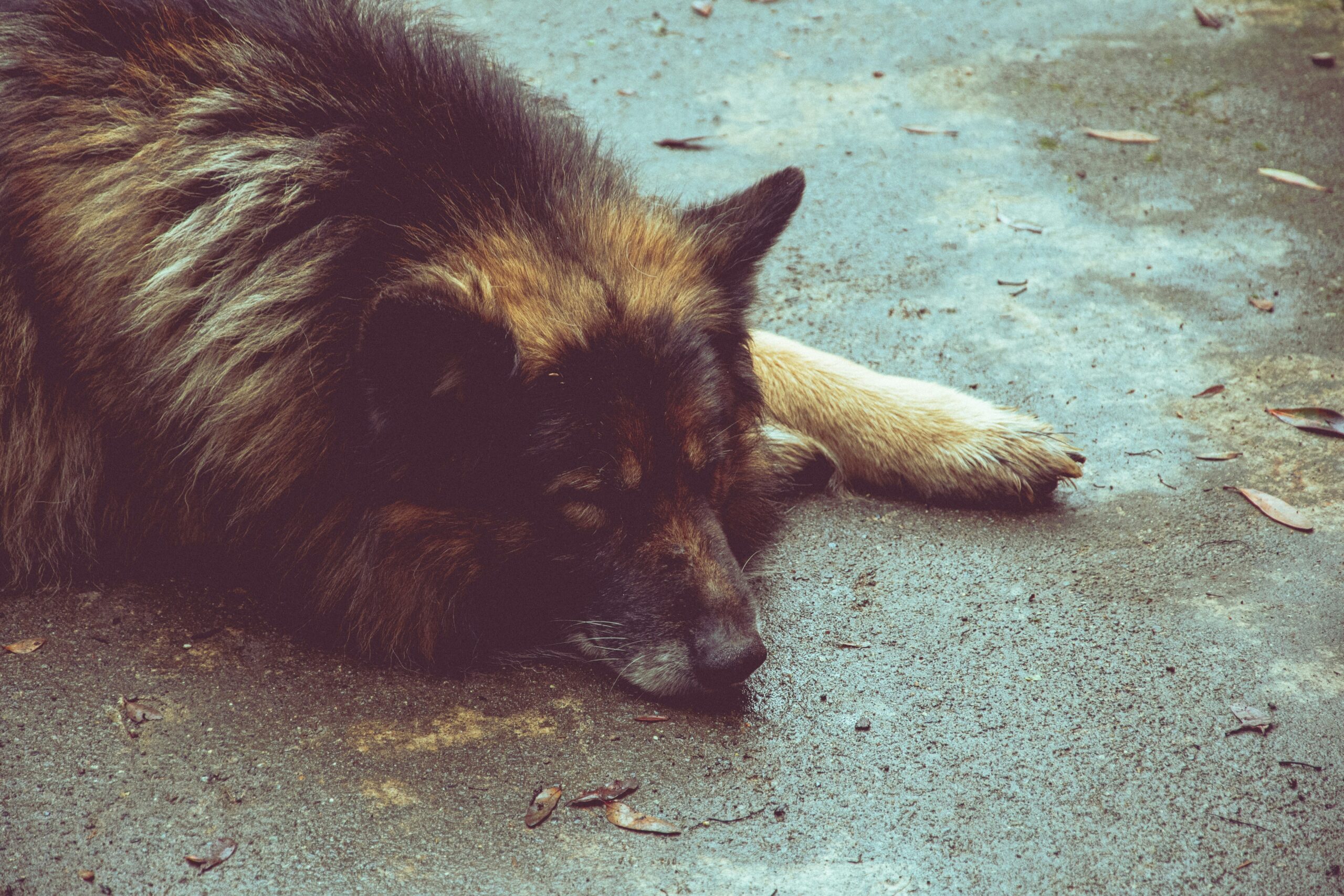 david-vilches-DgOkrksei_Q-unspla https://virtualpetcaregiver.org/wp-content/uploads/2026/01/david-vilches-DgOkrksei_Q-unspla-scaled.jpg